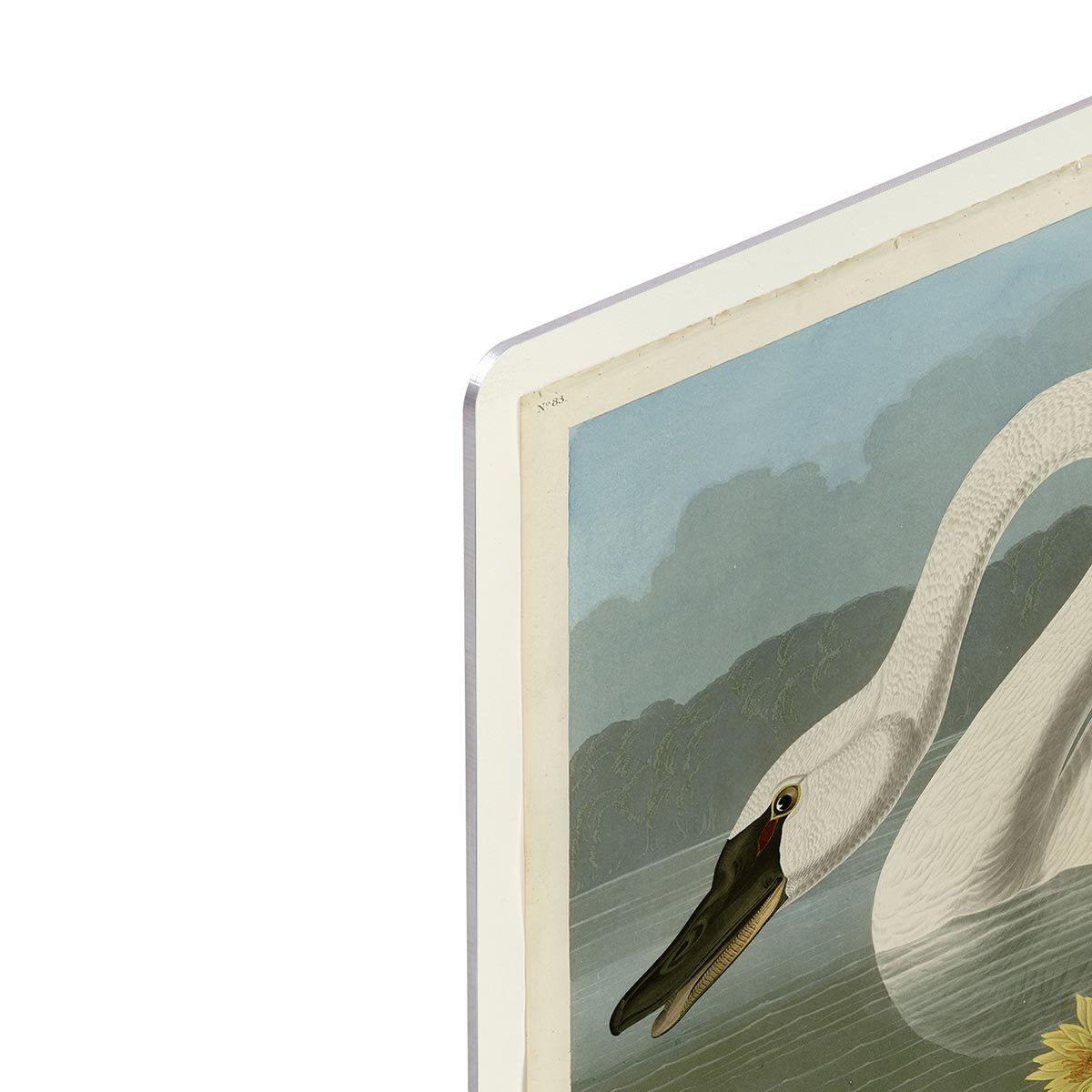 Common American Swan by Audubon HD Metal Print - Canvas Art Rocks - 4