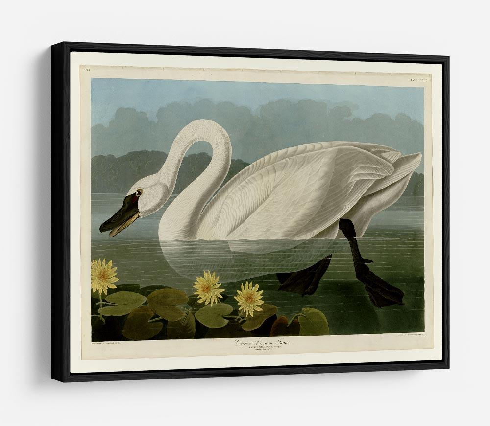 Common American Swan by Audubon HD Metal Print - Canvas Art Rocks - 6