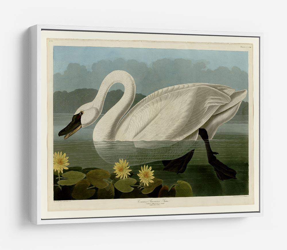 Common American Swan by Audubon HD Metal Print - Canvas Art Rocks - 7