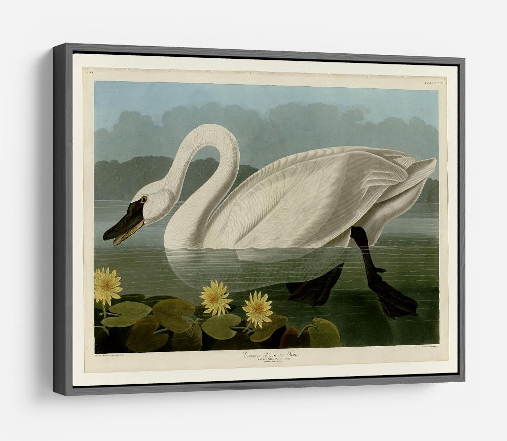 Common American Swan by Audubon HD Metal Print - Canvas Art Rocks - 9