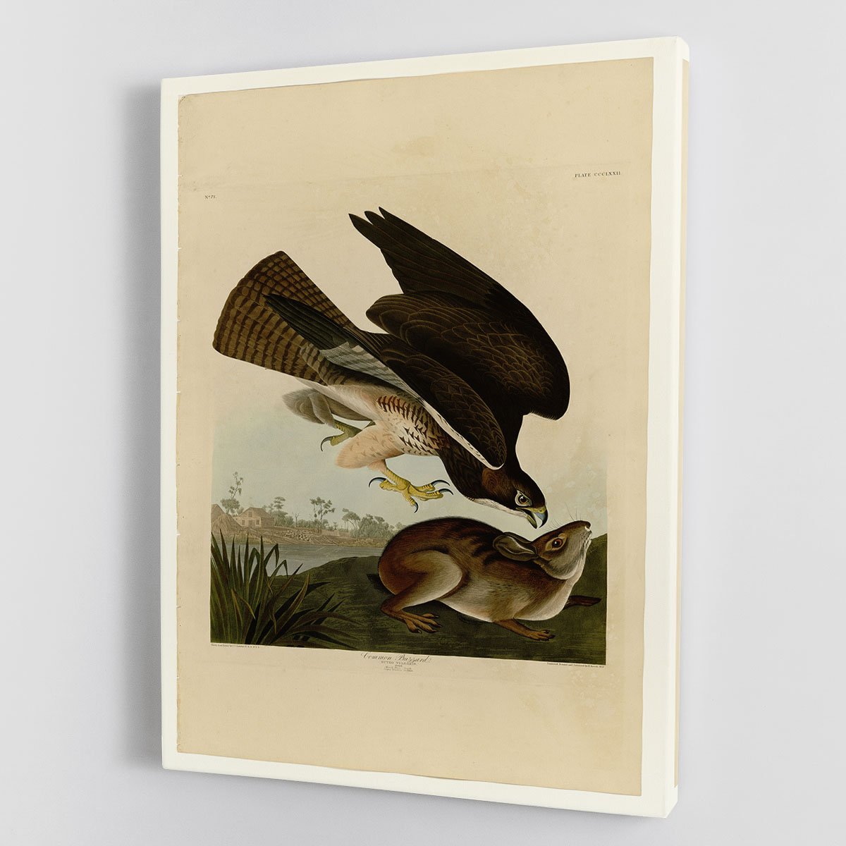 Common Buzzard by Audubon Canvas Print or Poster