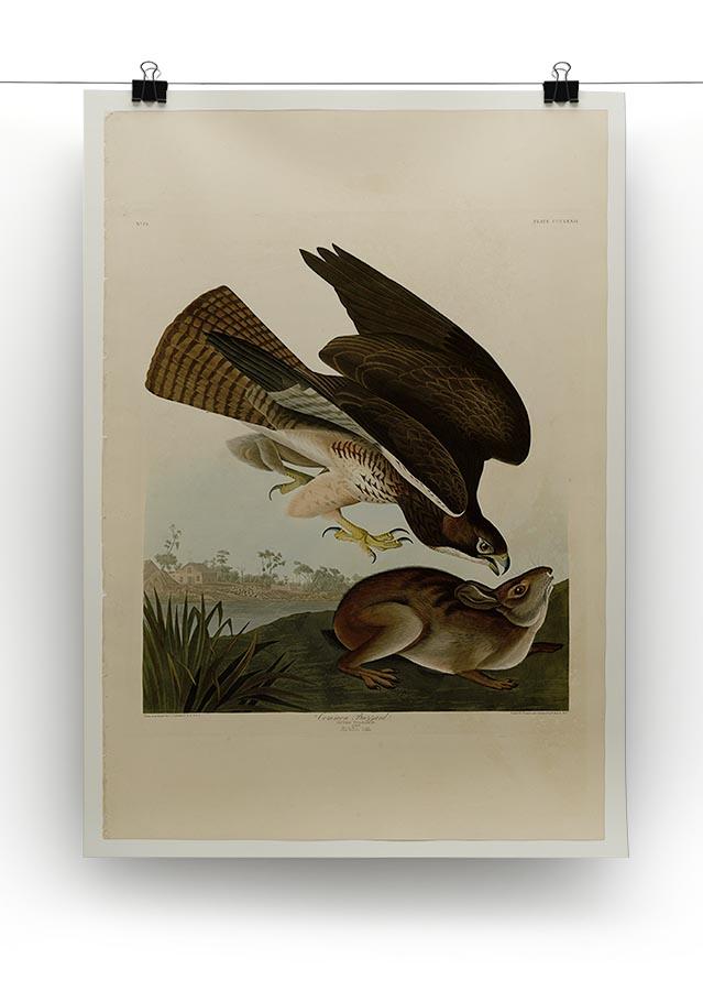 Common Buzzard by Audubon Canvas Print or Poster - Canvas Art Rocks - 2