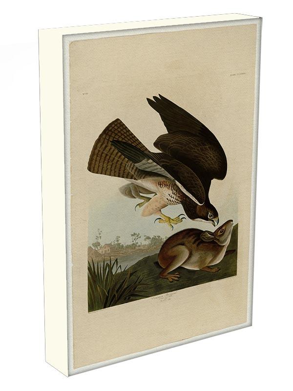 Common Buzzard by Audubon Canvas Print or Poster - Canvas Art Rocks - 3