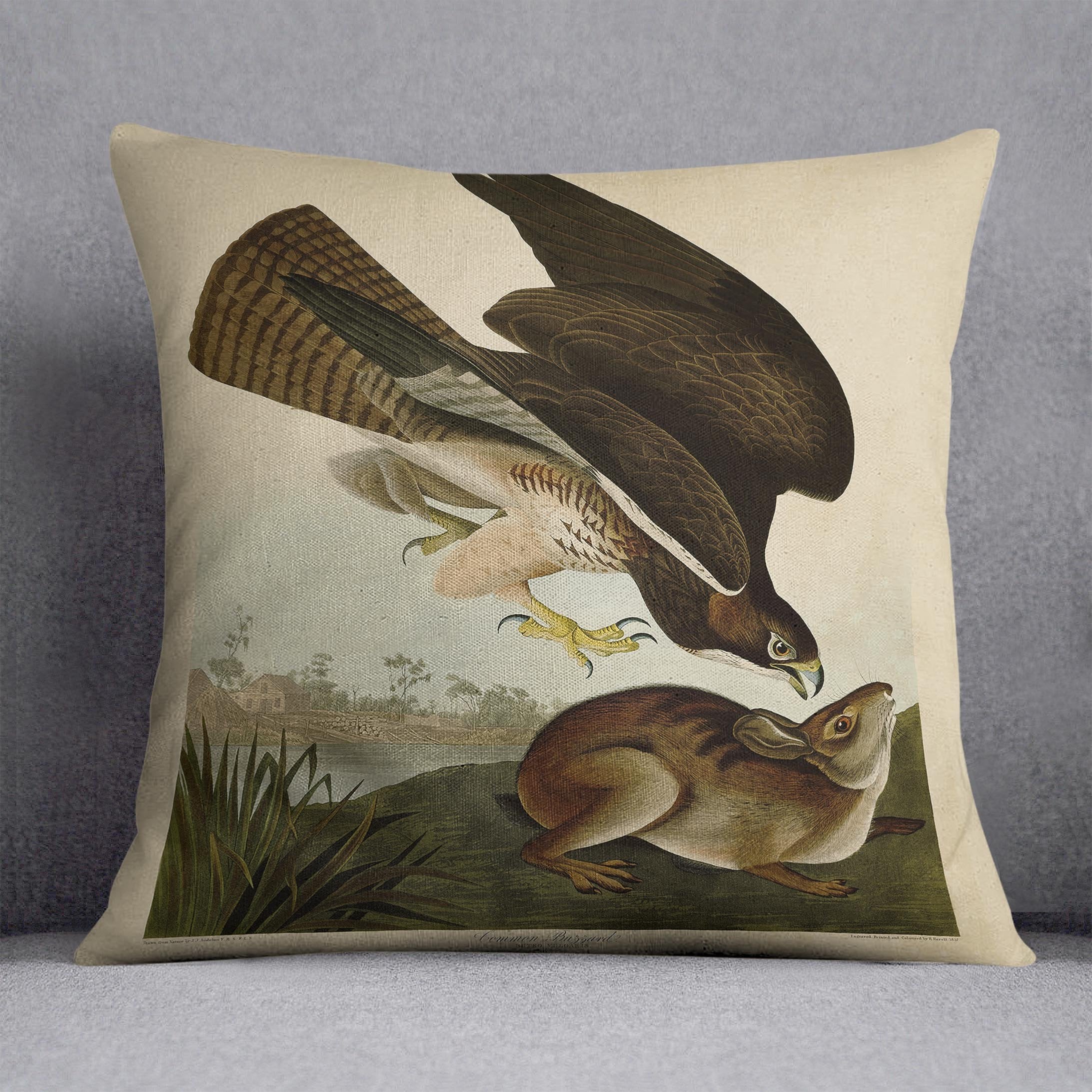 Common Buzzard by Audubon Cushion