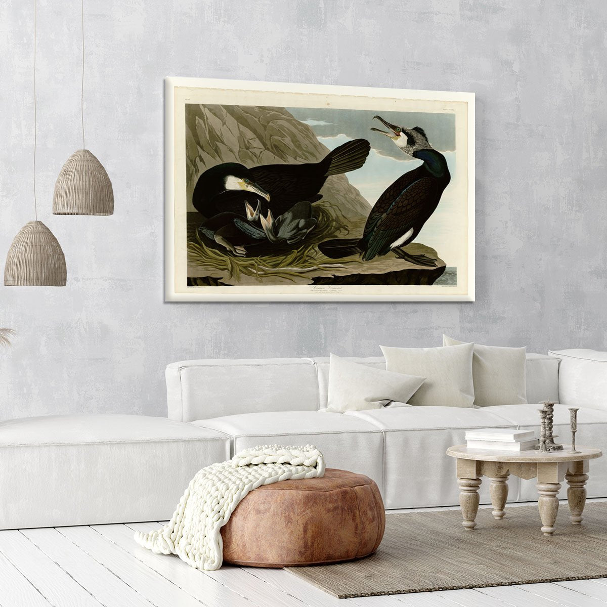 Common Cormorant by Audubon Canvas Print or Poster