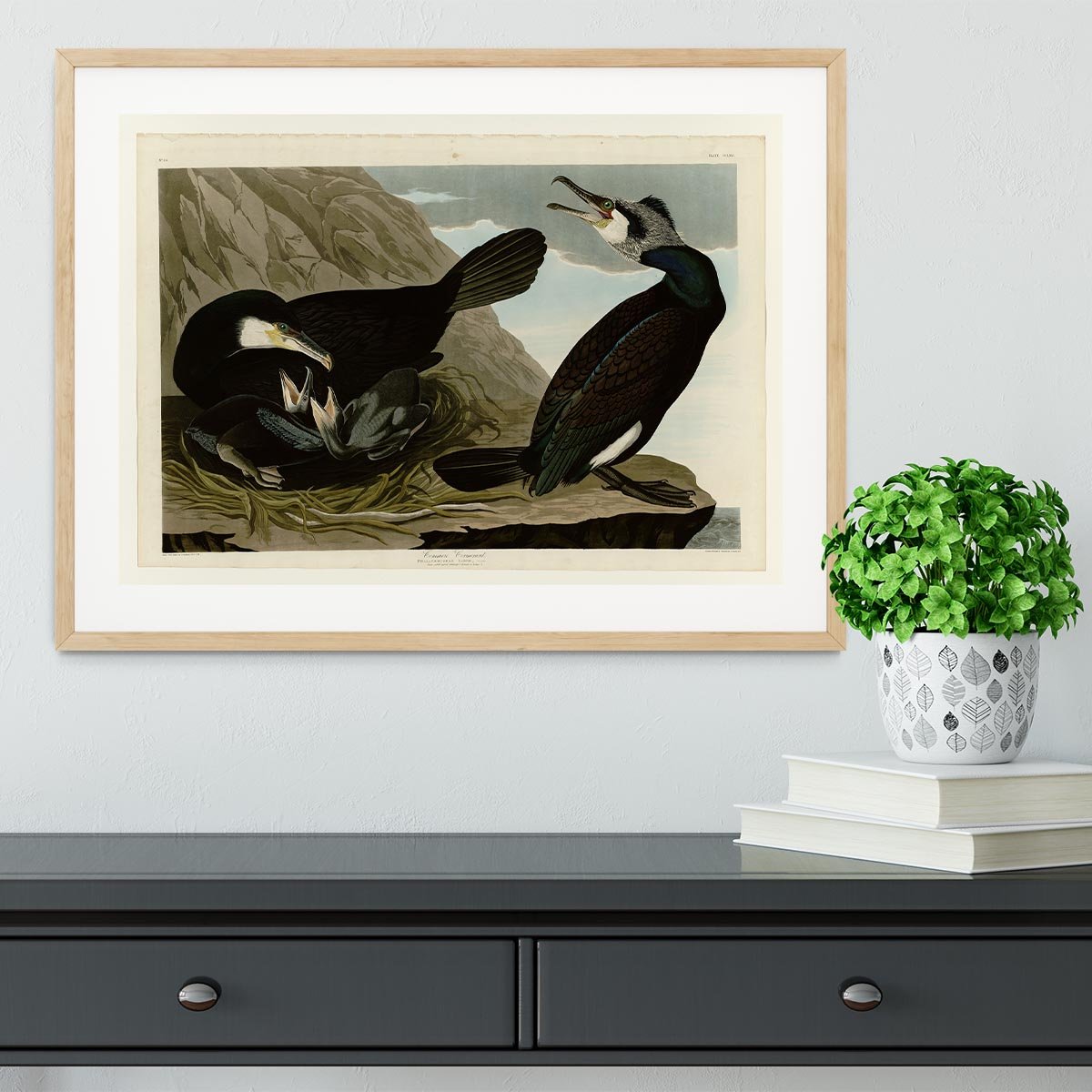 Common Cormorant by Audubon Framed Print - Canvas Art Rocks - 3
