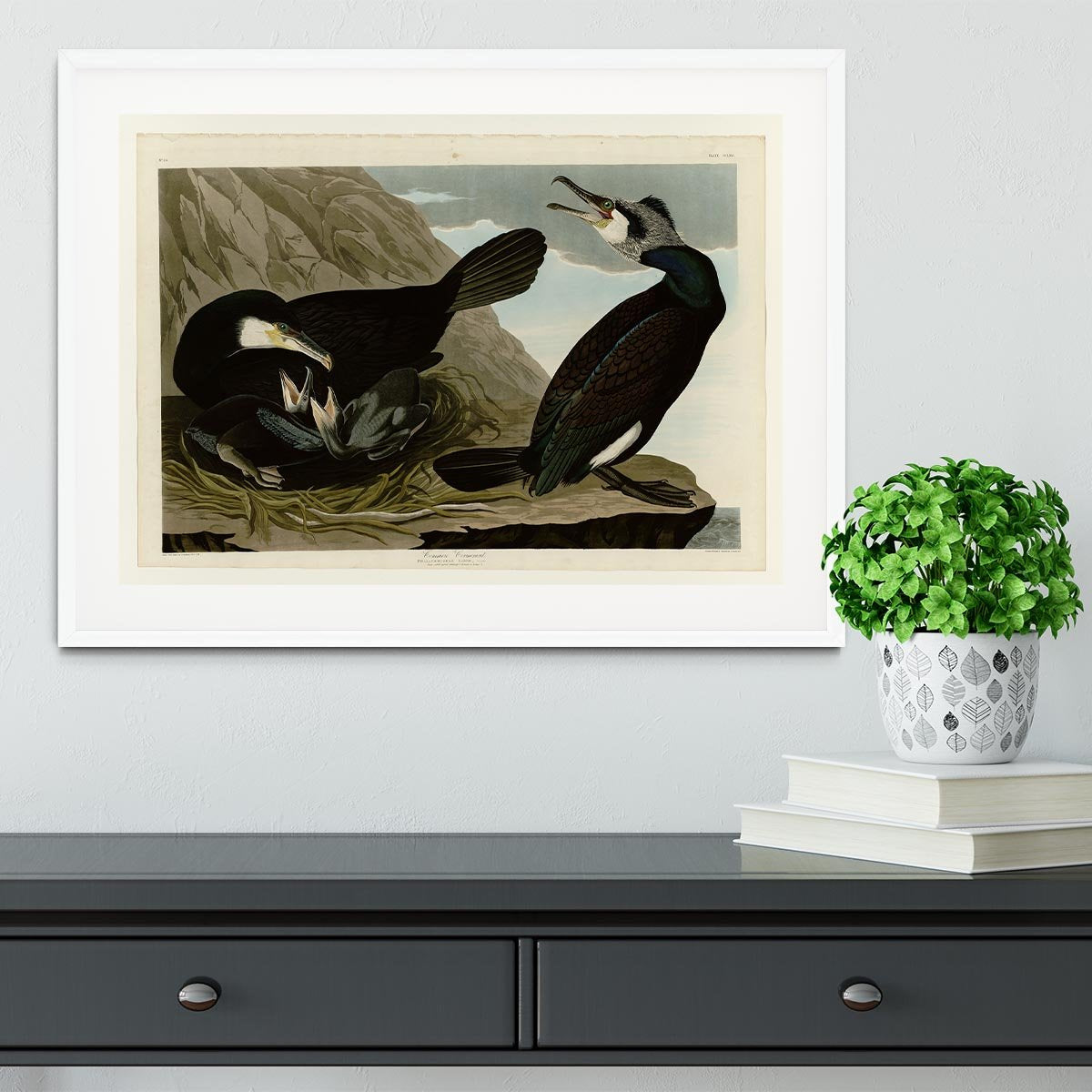 Common Cormorant by Audubon Framed Print - Canvas Art Rocks - 5