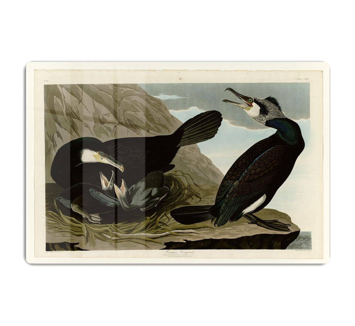 Common Cormorant by Audubon HD Metal Print - Canvas Art Rocks - 1