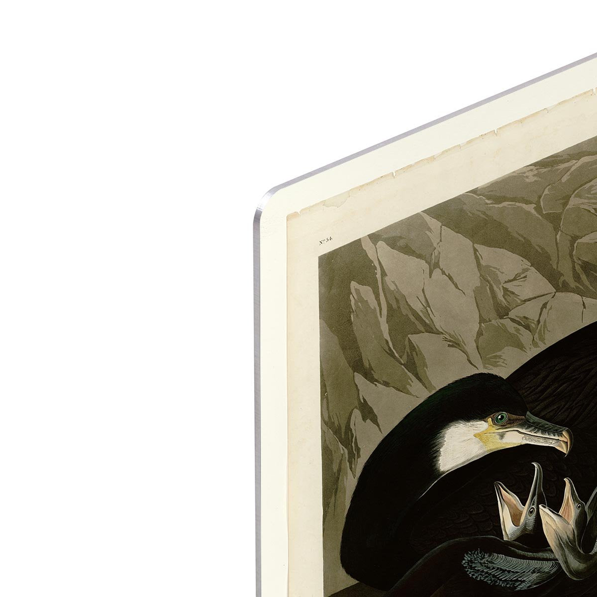 Common Cormorant by Audubon HD Metal Print - Canvas Art Rocks - 4