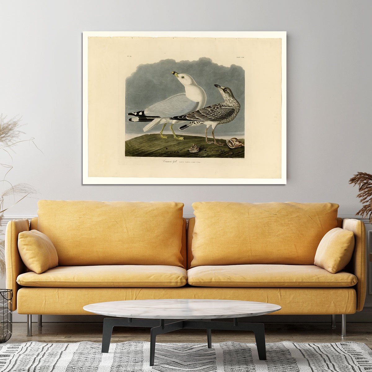 Common Gull by Audubon Canvas Print or Poster