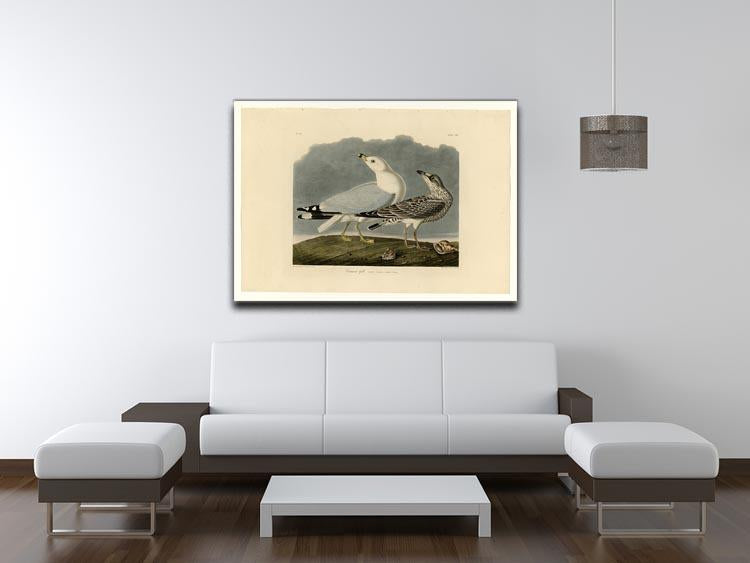 Common Gull by Audubon Canvas Print or Poster - Canvas Art Rocks - 4