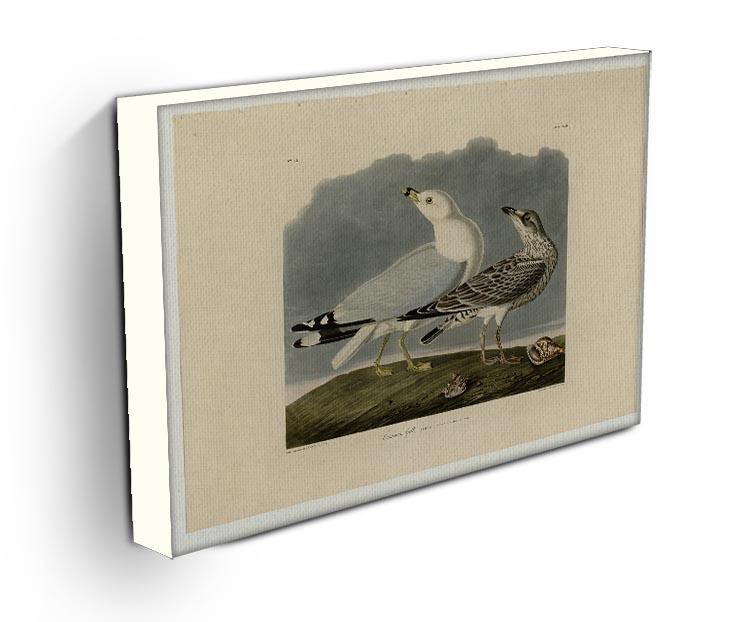 Common Gull by Audubon Canvas Print or Poster - Canvas Art Rocks - 3