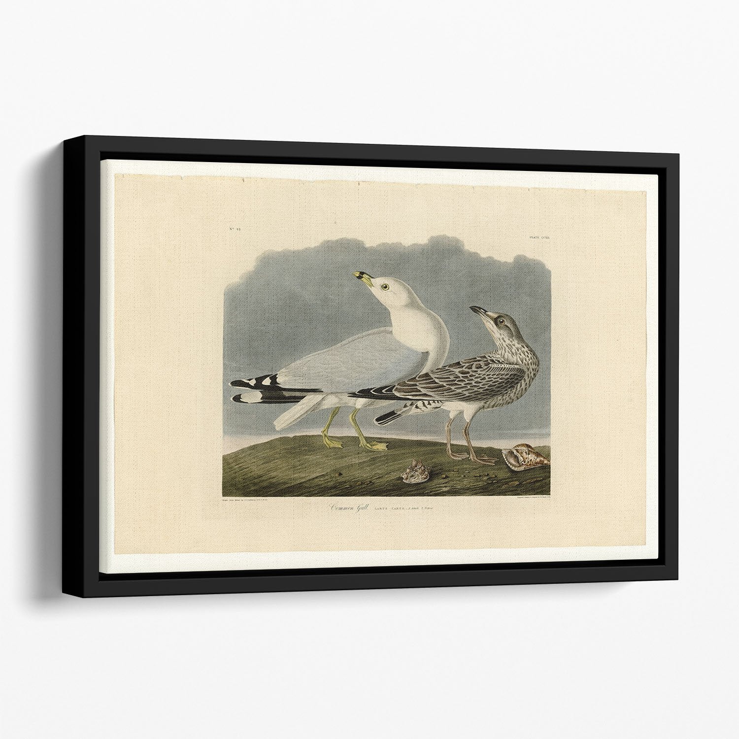 Common Gull by Audubon Floating Framed Canvas
