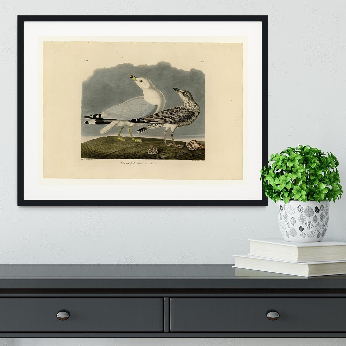 Common Gull by Audubon Framed Print - Canvas Art Rocks - 1