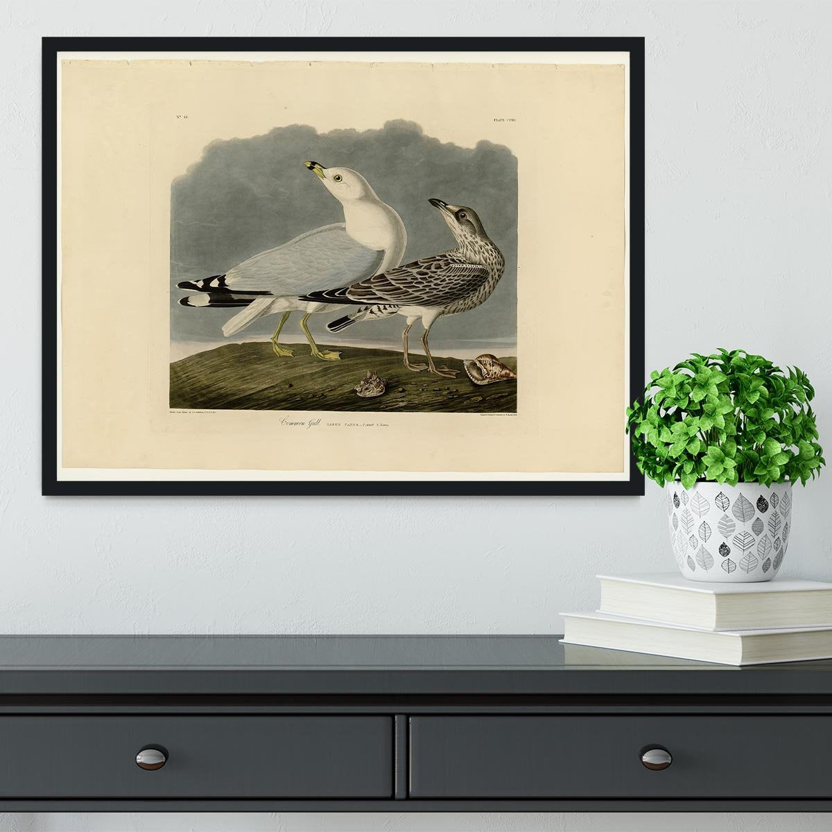 Common Gull by Audubon Framed Print - Canvas Art Rocks - 2