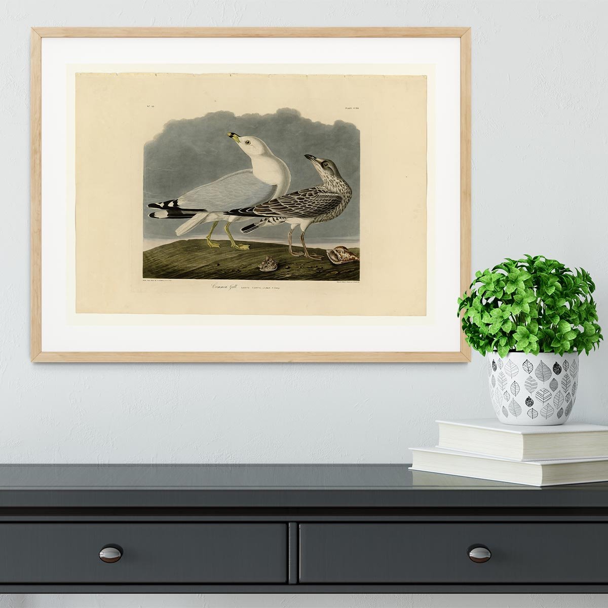 Common Gull by Audubon Framed Print - Canvas Art Rocks - 3
