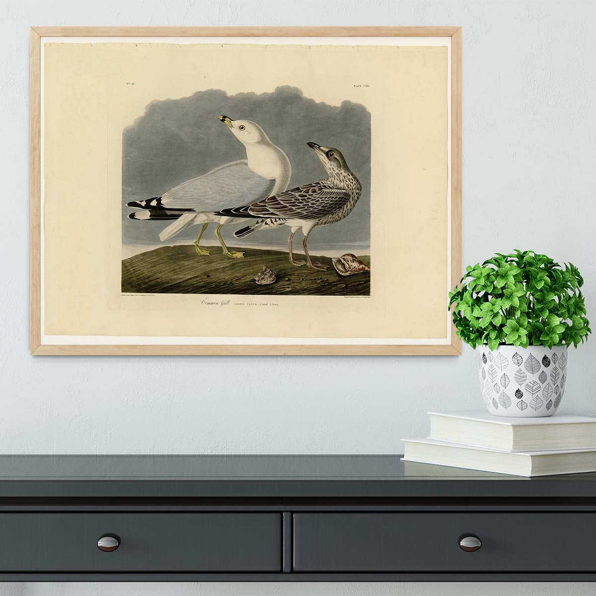 Common Gull by Audubon Framed Print - Canvas Art Rocks - 4
