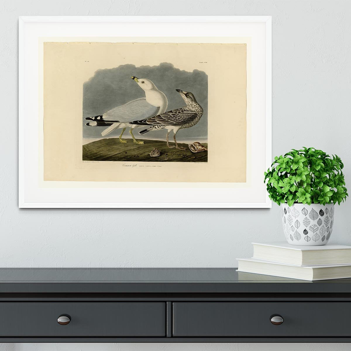 Common Gull by Audubon Framed Print - Canvas Art Rocks - 5