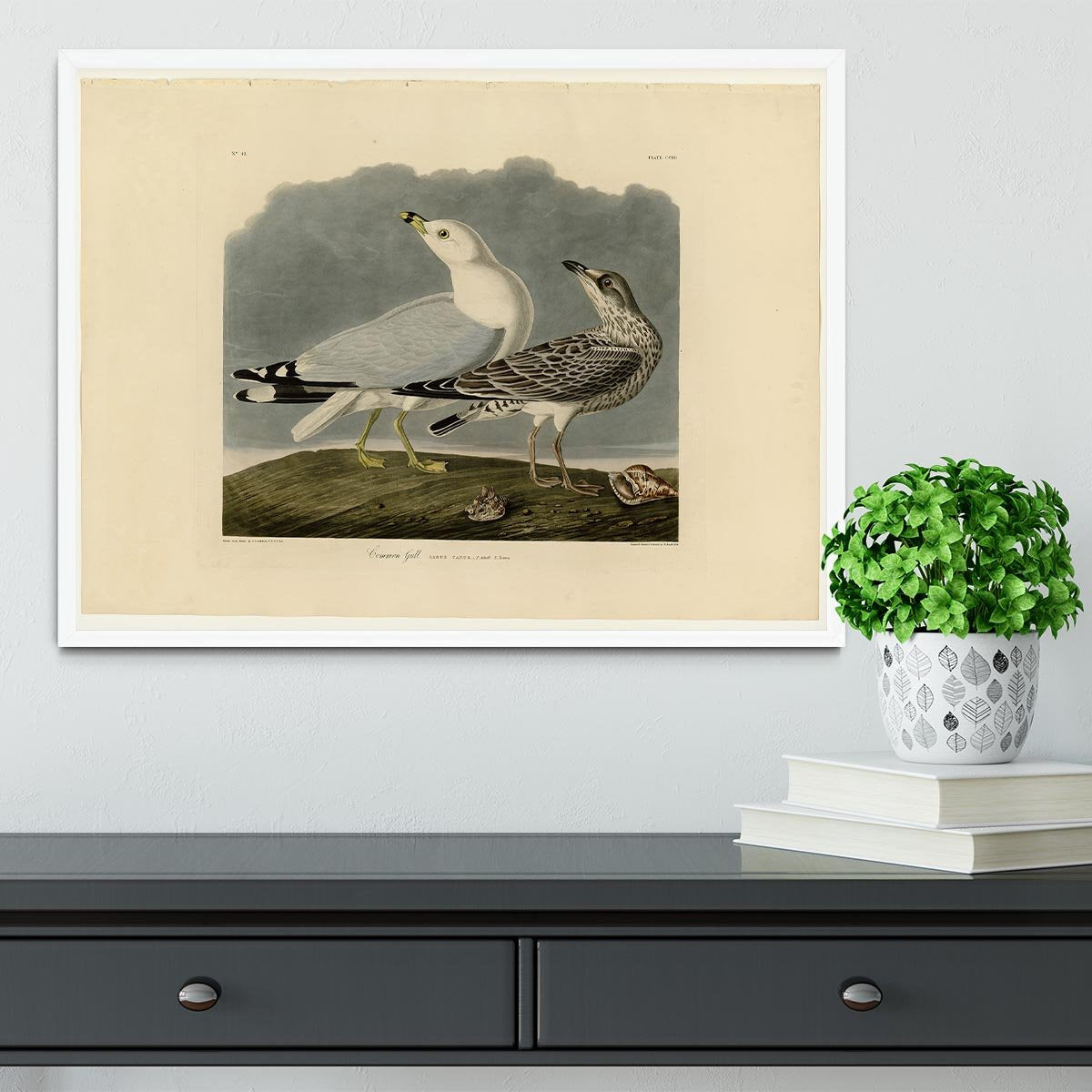 Common Gull by Audubon Framed Print - Canvas Art Rocks -6