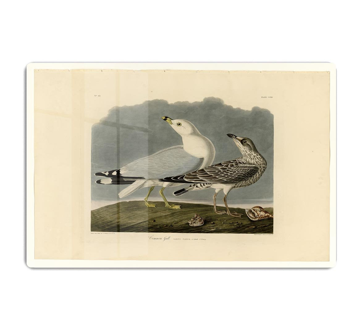 Common Gull by Audubon HD Metal Print - Canvas Art Rocks - 1