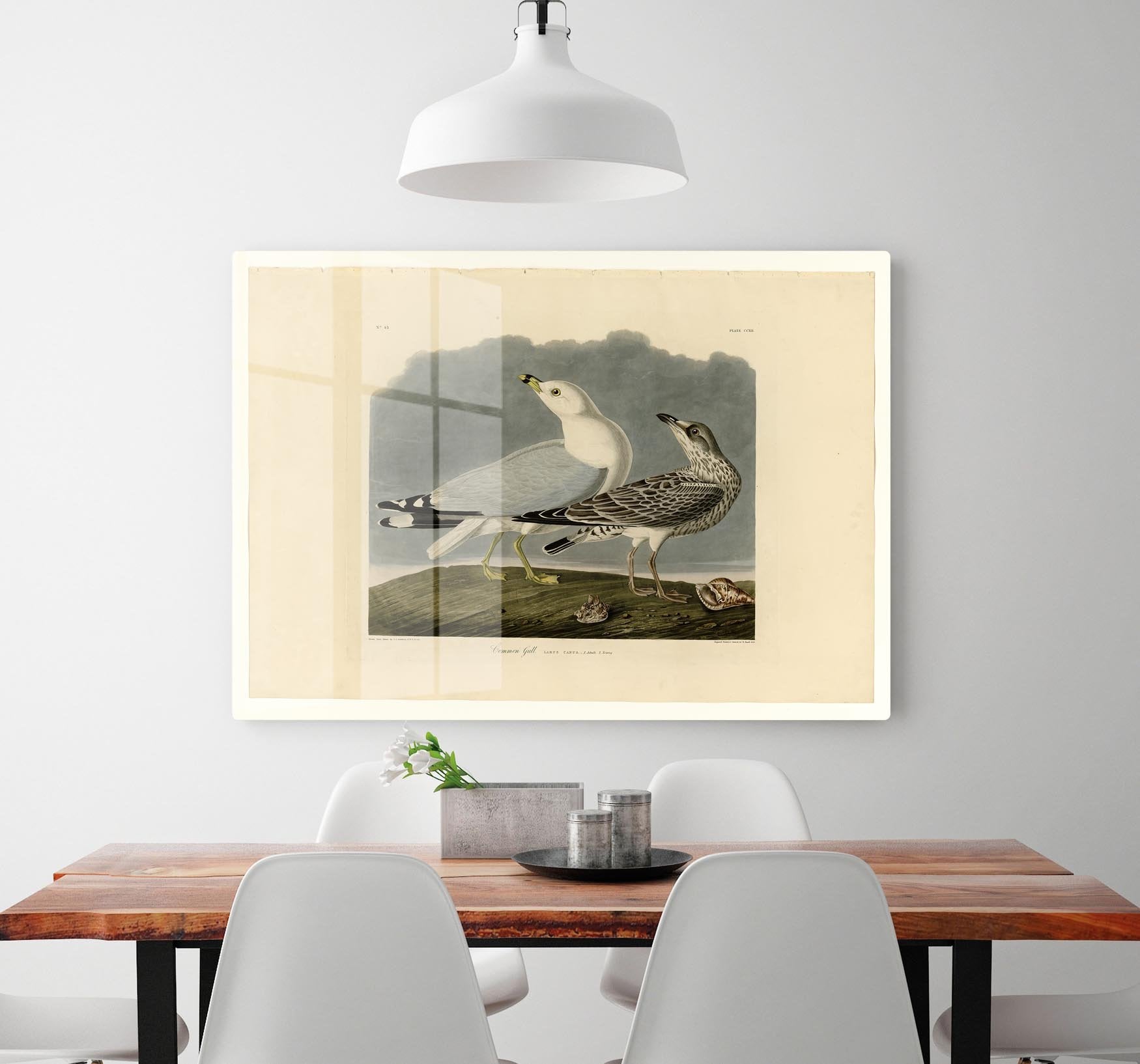 Common Gull by Audubon HD Metal Print - Canvas Art Rocks - 2