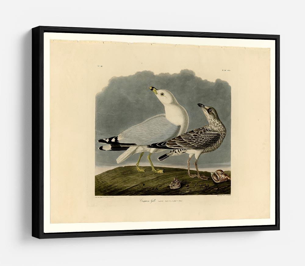 Common Gull by Audubon HD Metal Print - Canvas Art Rocks - 6