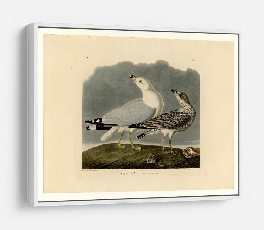 Common Gull by Audubon HD Metal Print - Canvas Art Rocks - 7