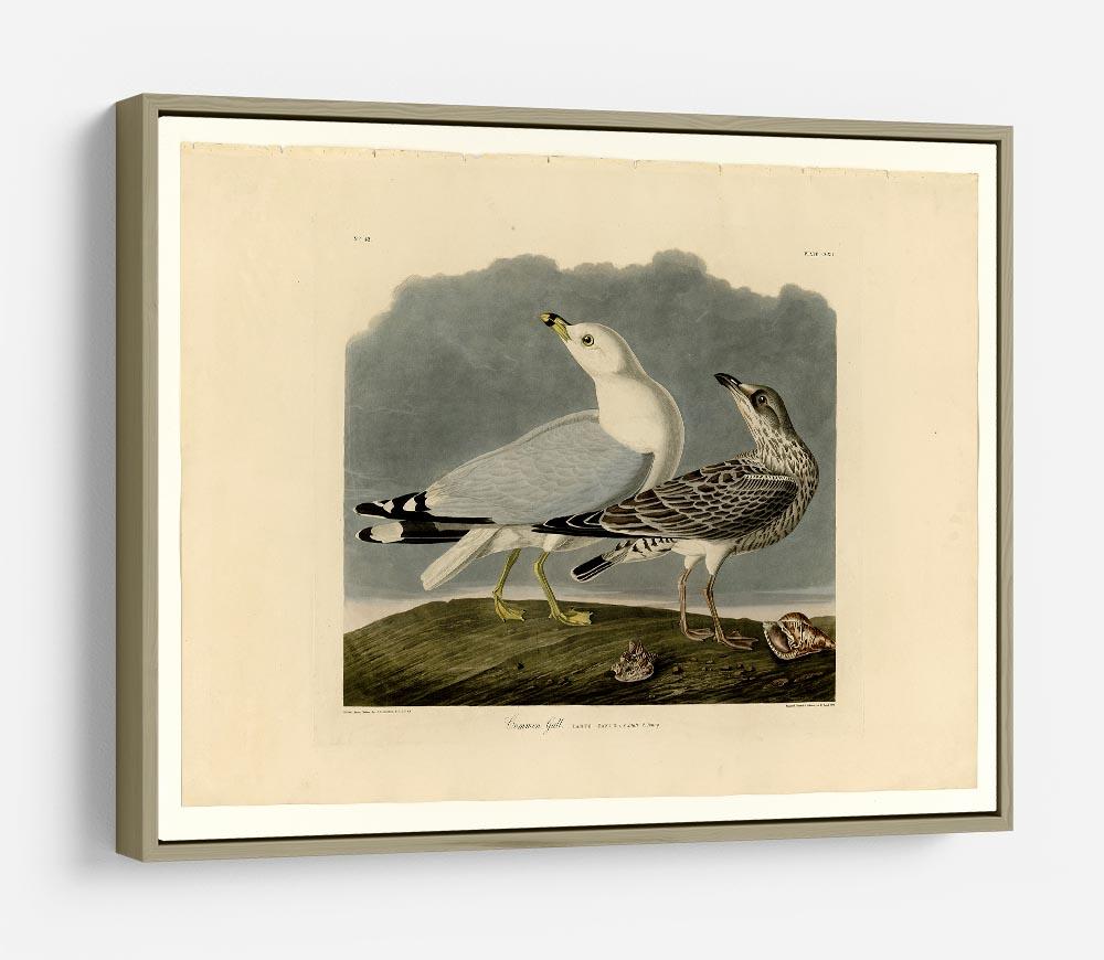 Common Gull by Audubon HD Metal Print - Canvas Art Rocks - 8