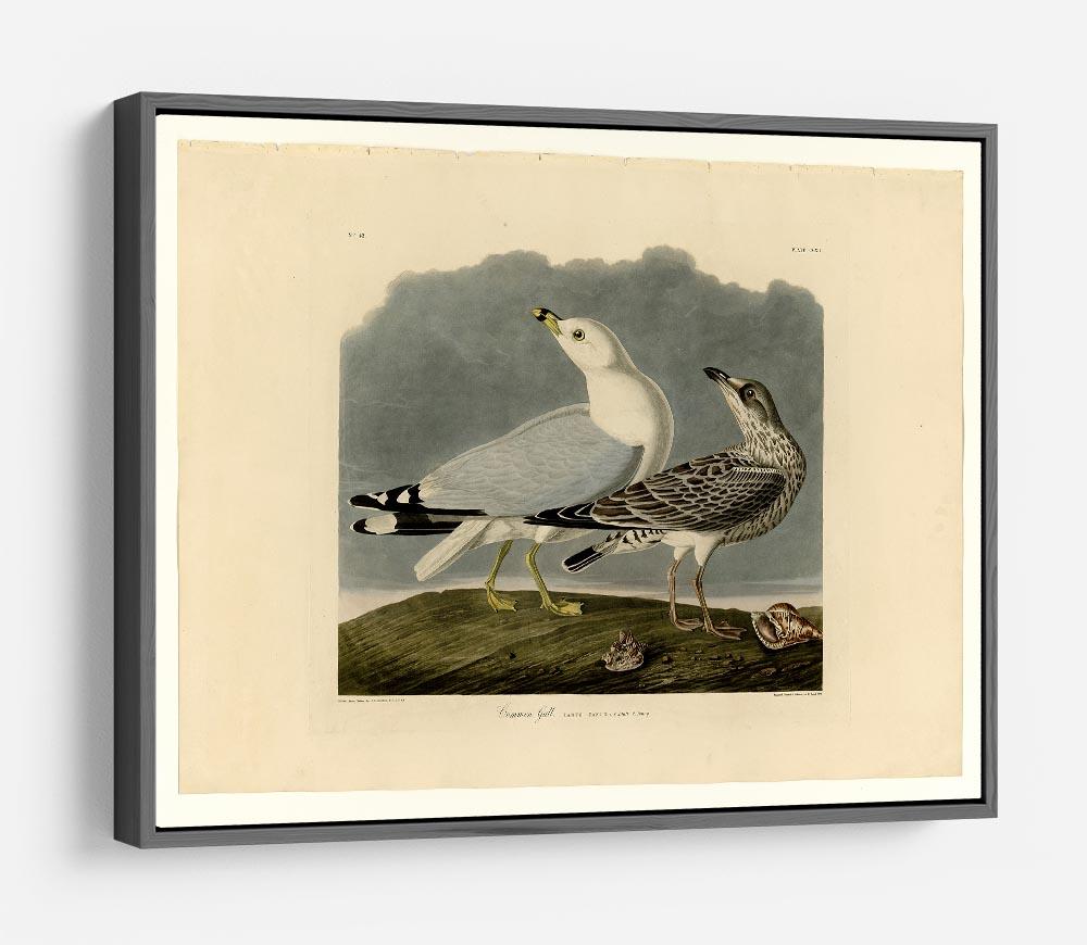 Common Gull by Audubon HD Metal Print - Canvas Art Rocks - 9