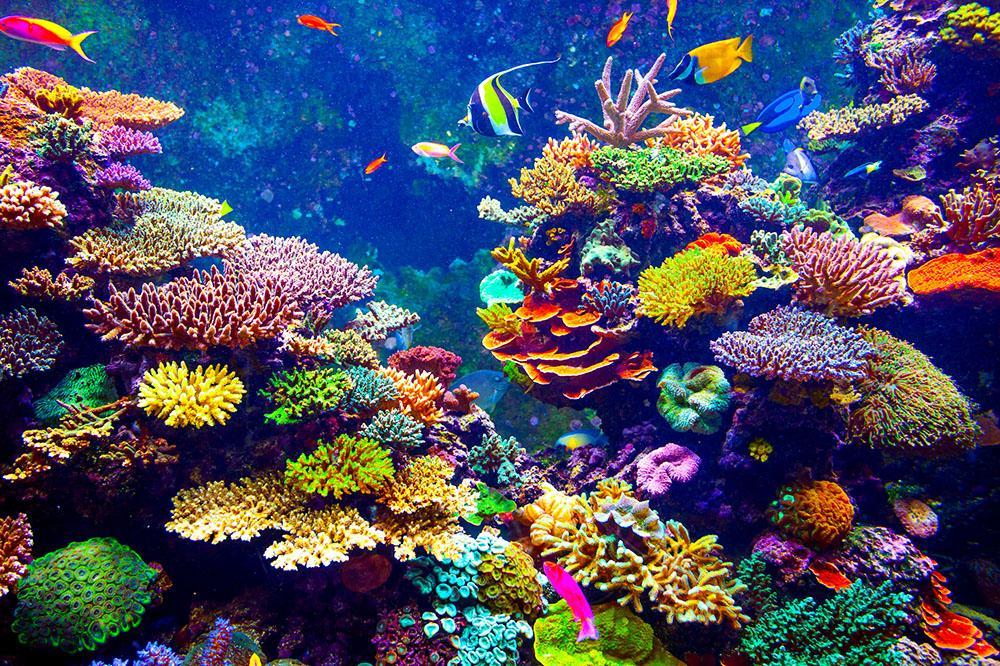 Coral Reef and Tropical Fish Wall Mural Wallpaper | Canvas Art ...