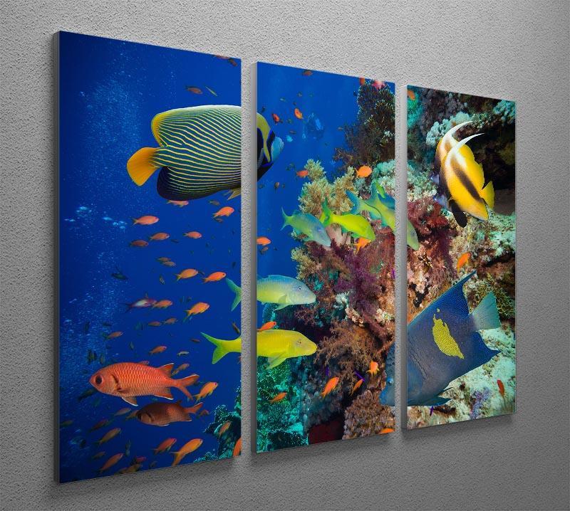 Coral Reef on Red Sea 3 Split Panel Canvas Print - Canvas Art Rocks - 2