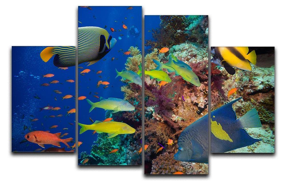 Coral Reef on Red Sea 4 Split Panel Canvas  - Canvas Art Rocks - 1