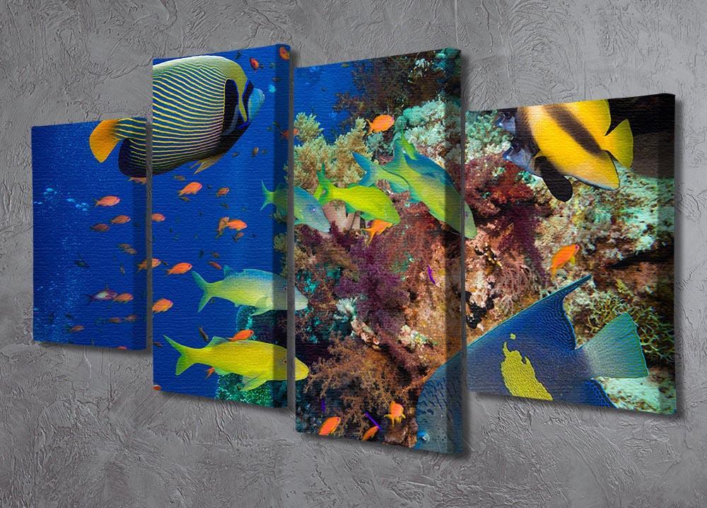 Coral Reef on Red Sea 4 Split Panel Canvas  - Canvas Art Rocks - 2