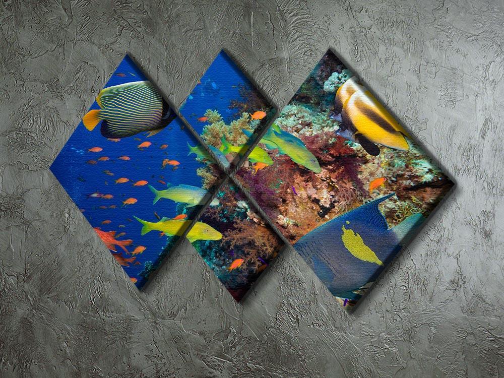 Coral Reef on Red Sea 4 Square Multi Panel Canvas  - Canvas Art Rocks - 2