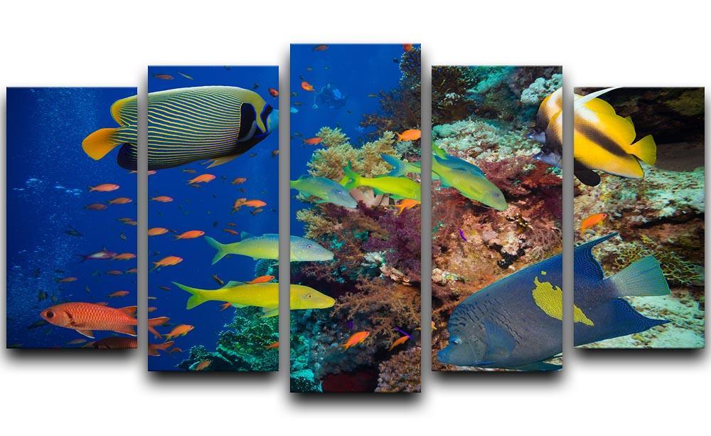 Coral Reef on Red Sea 5 Split Panel Canvas  - Canvas Art Rocks - 1