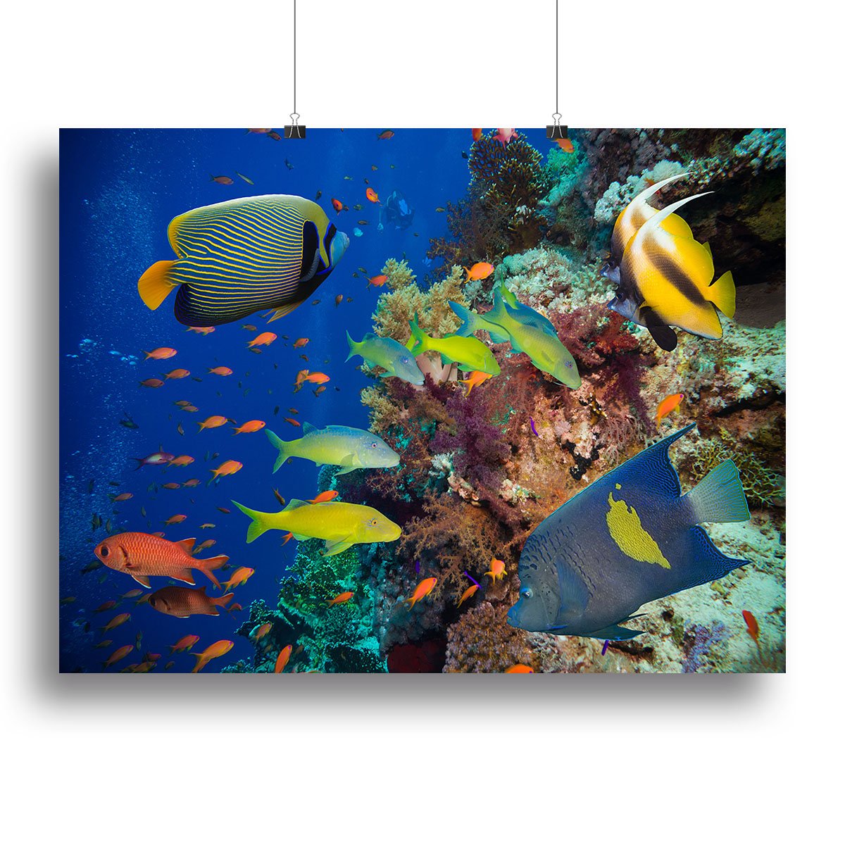 Coral Reef on Red Sea Canvas Print or Poster