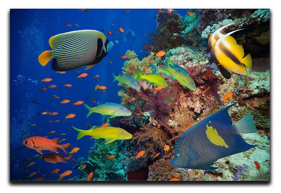 Coral Reef on Red Sea Canvas Print or Poster  - Canvas Art Rocks - 1