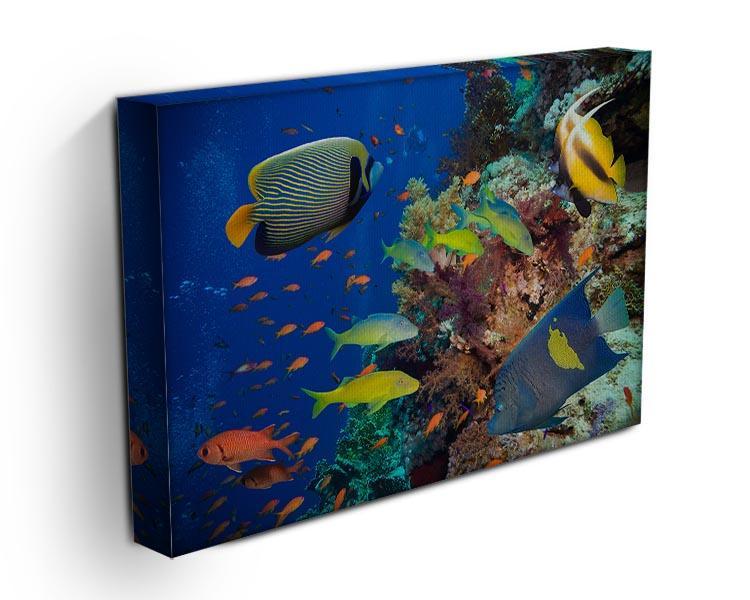 Coral Reef on Red Sea Canvas Print or Poster - Canvas Art Rocks - 3