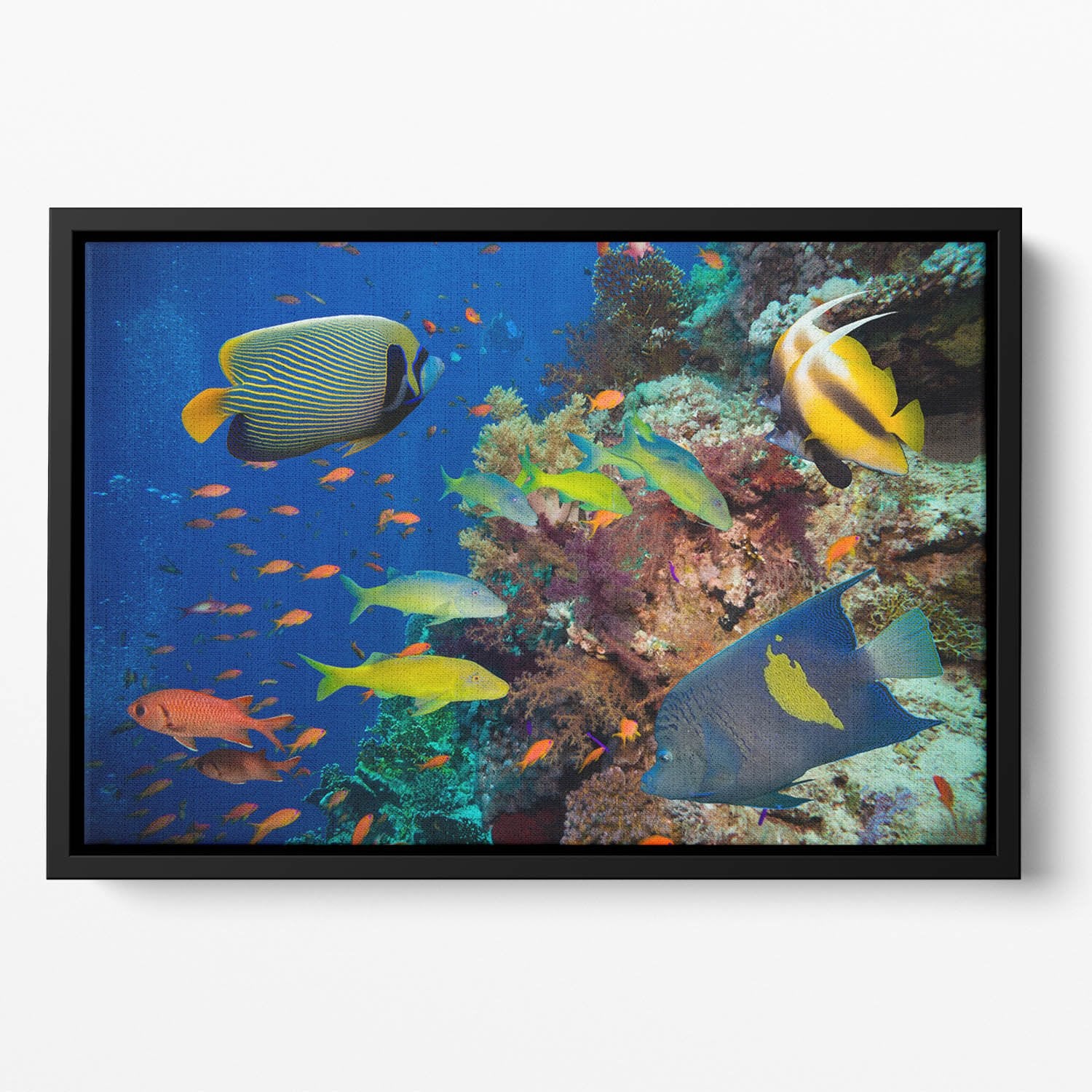 Coral Reef on Red Sea Floating Framed Canvas