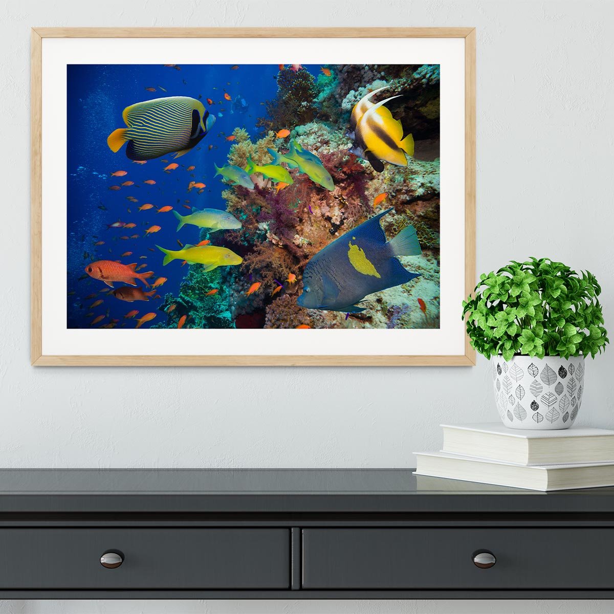 Coral Reef on Red Sea Framed Print - Canvas Art Rocks - 3