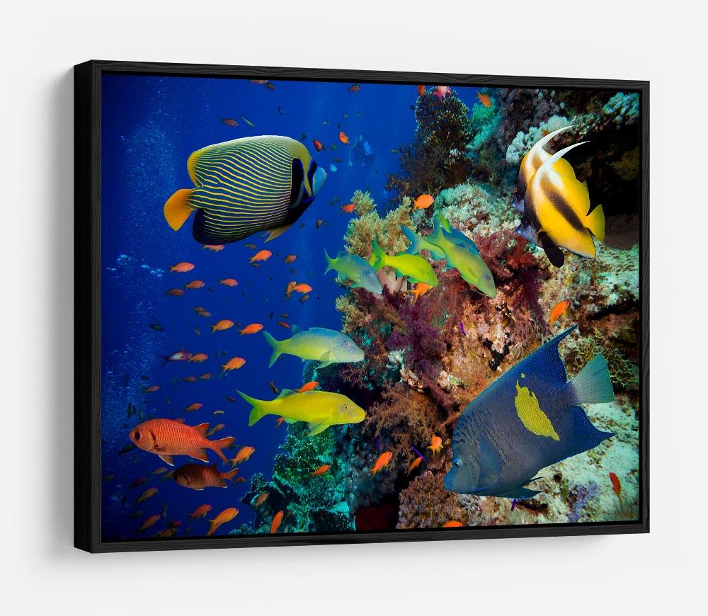 Coral Reef on Red Sea HD Metal Print