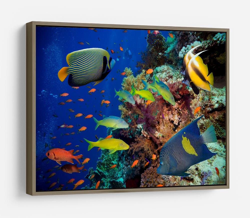 Coral Reef on Red Sea HD Metal Print
