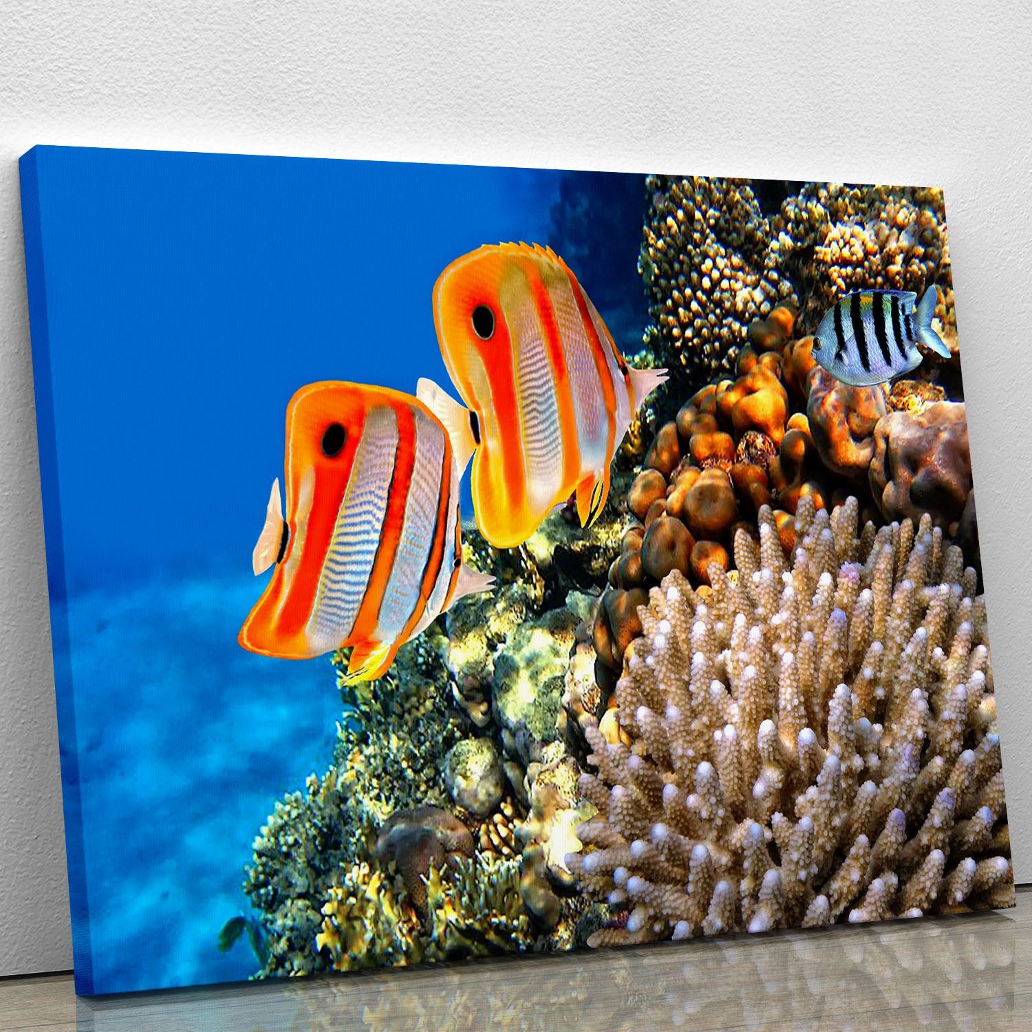 Coral reef and Copperband butterflyfish Canvas Print or Poster