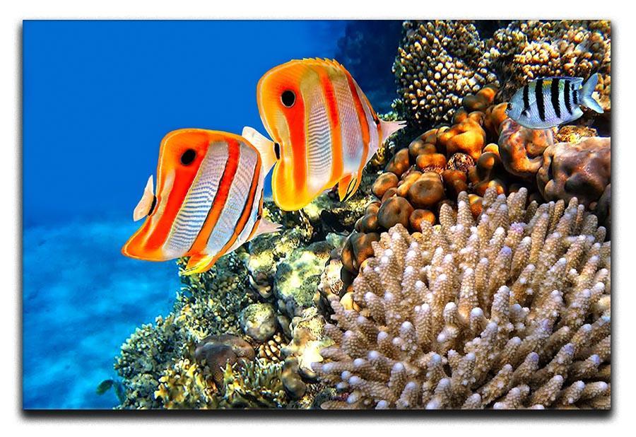 Coral reef and Copperband butterflyfish Canvas Print or Poster  - Canvas Art Rocks - 1