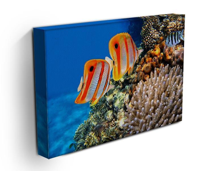 Coral reef and Copperband butterflyfish Canvas Print or Poster - Canvas Art Rocks - 3