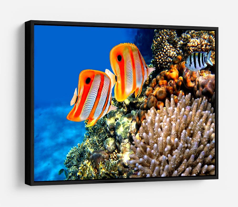 Coral reef and Copperband butterflyfish HD Metal Print