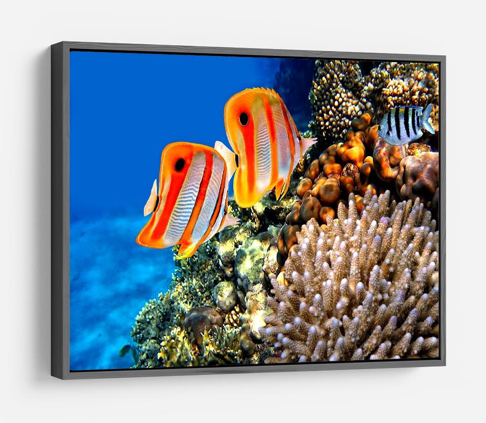 Coral reef and Copperband butterflyfish HD Metal Print