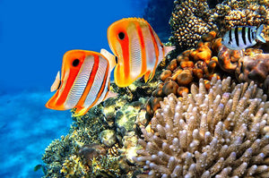 Coral reef and Copperband butterflyfish Wall Mural Wallpaper - Canvas Art Rocks - 1