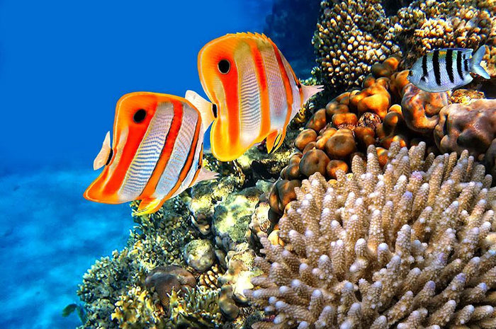 Coral reef and Copperband butterflyfish Wall Mural Wallpaper