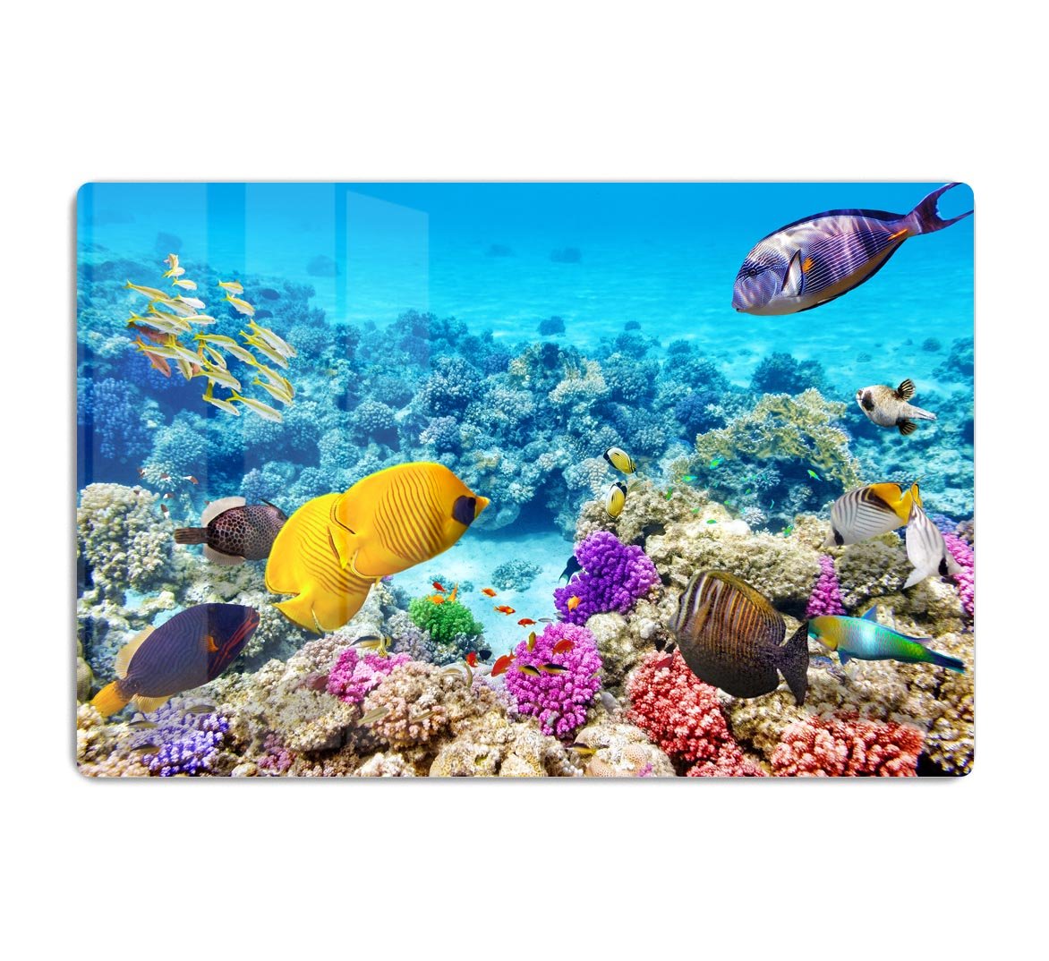 Corals and tropical fish HD Metal Print